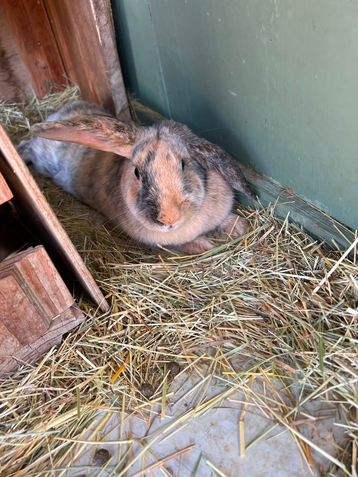 Les lapins de La Caille
