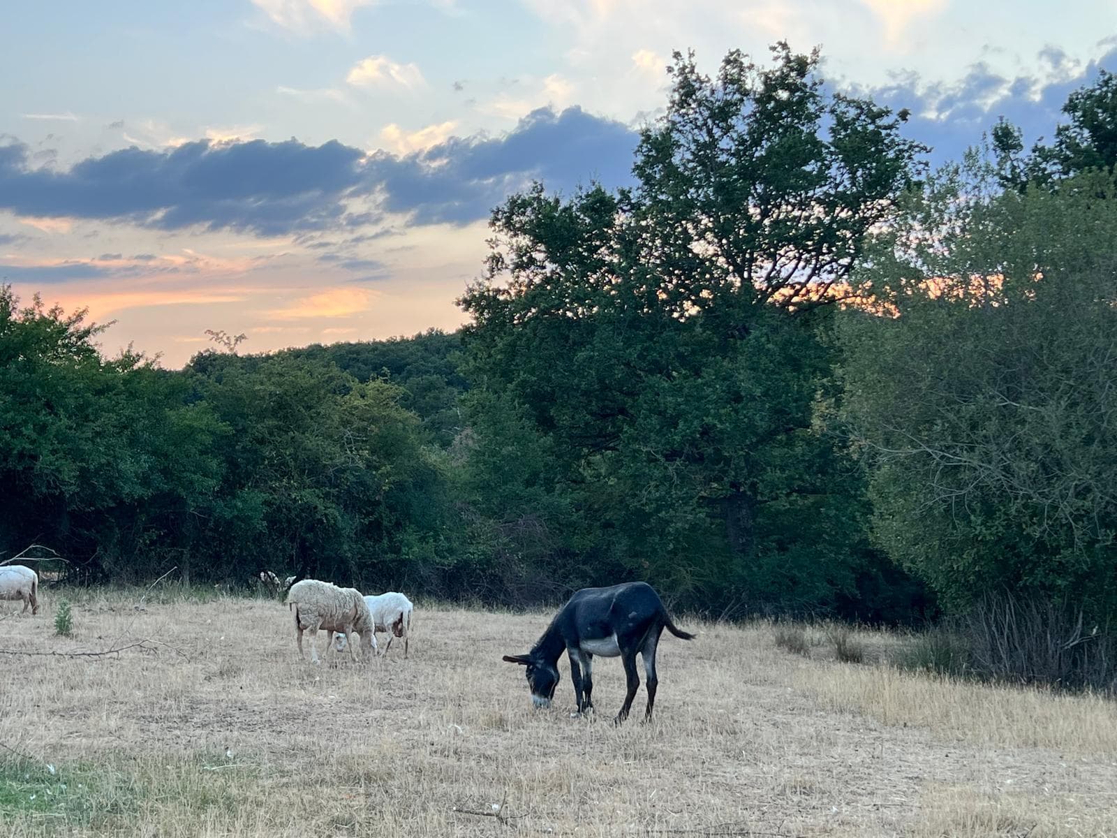 Onze ezel en schapen in de wei bij zonsondergang