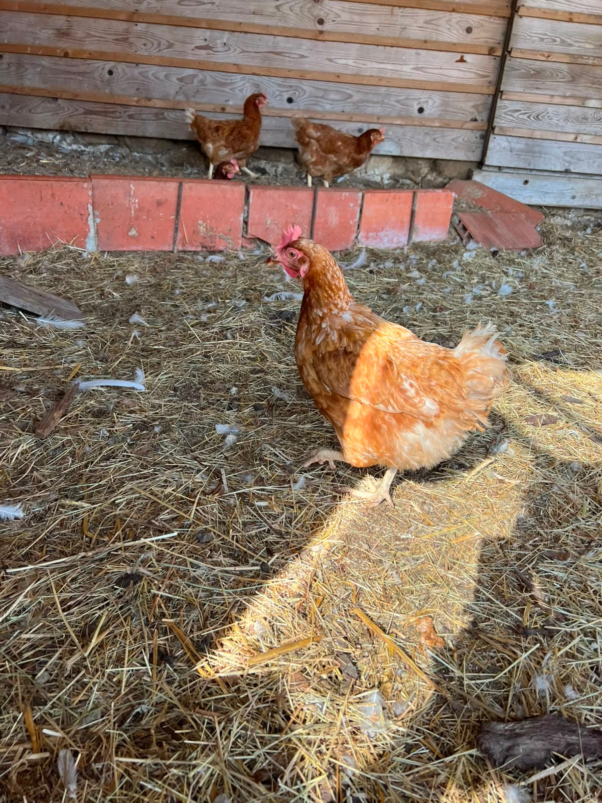 Onze kippen scharrelen in het strooisel van het hok