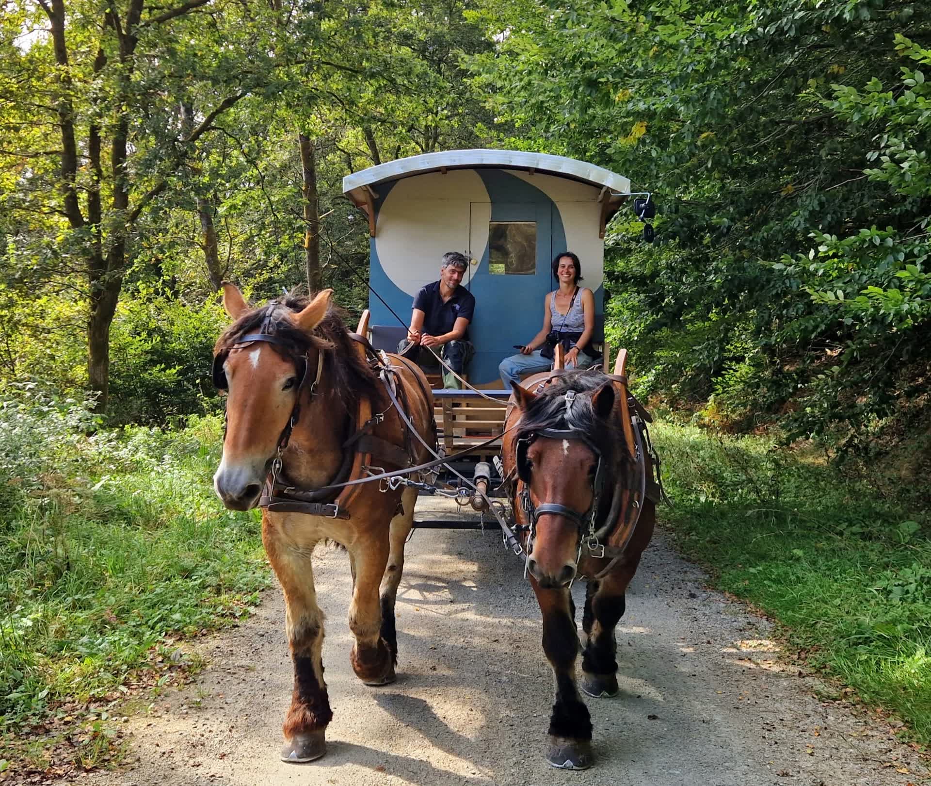 Une roulotte en bois tirée par deux chevaux dans les bois de La Caille