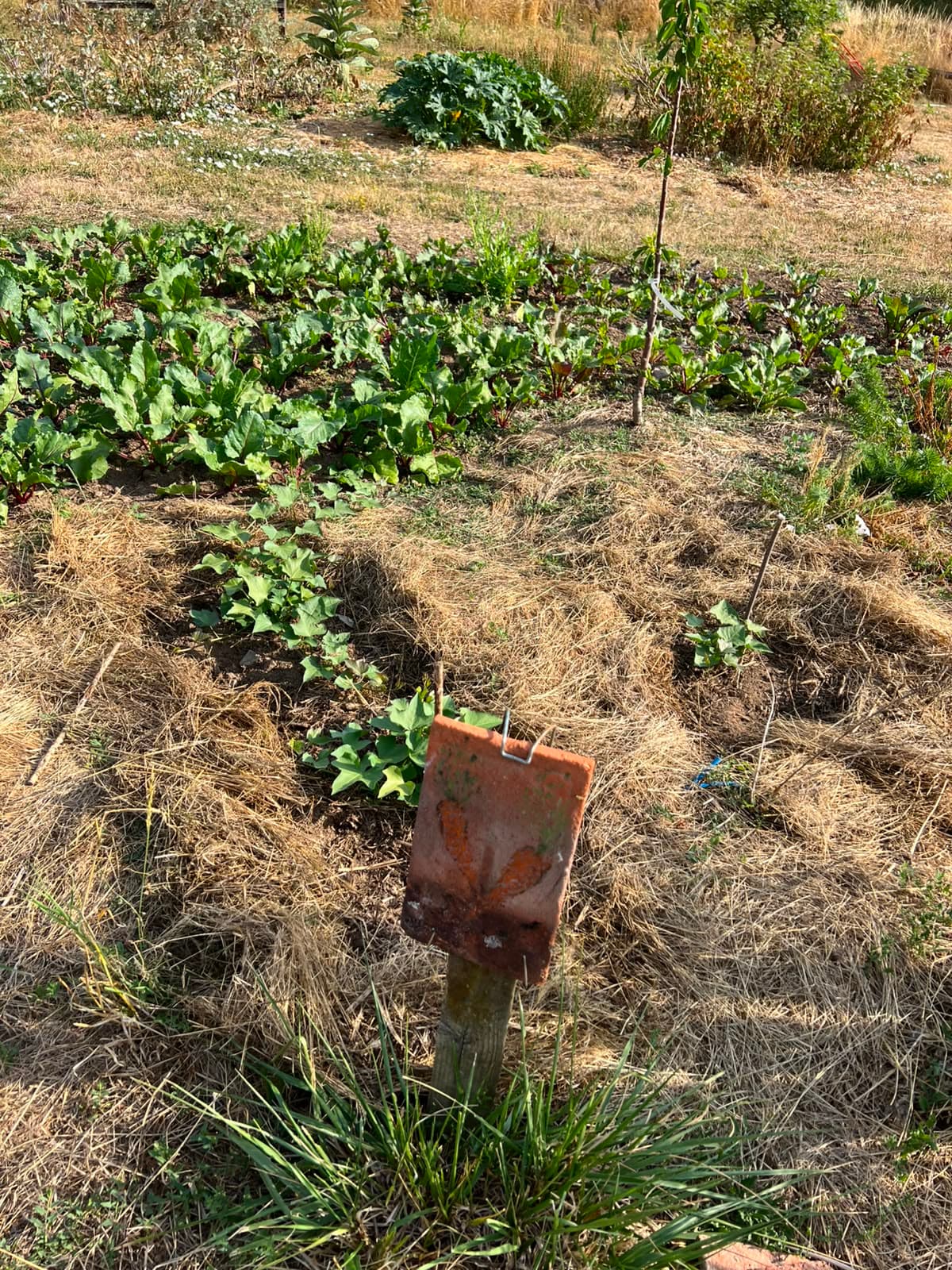 Bedden met bieten onder een laag mulch in de moestuin
