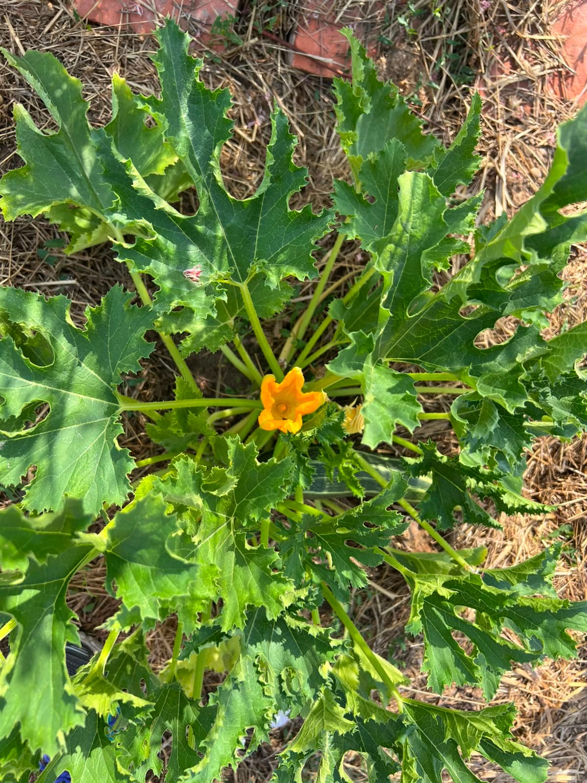 Open courgettebloem tussen het gebladerte