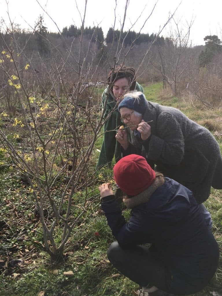 Vruchten en planten